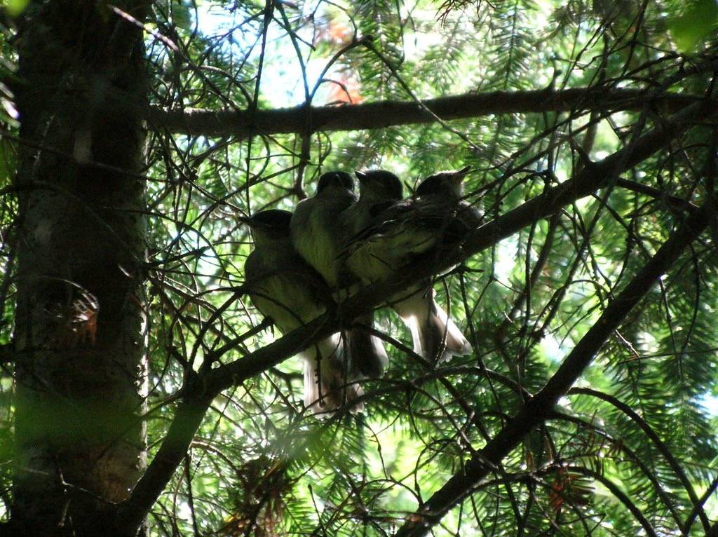 Eastern Phoebe fledglings by ornitholoco Andy Jones is licensed under CC BY-NC-SA 2.0.